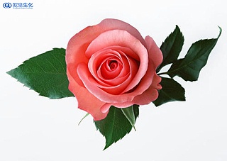 玫瑰花在化妆品中的应用有哪些？